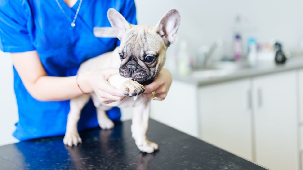 Best Veterinary Hospital in South Kingstown RI