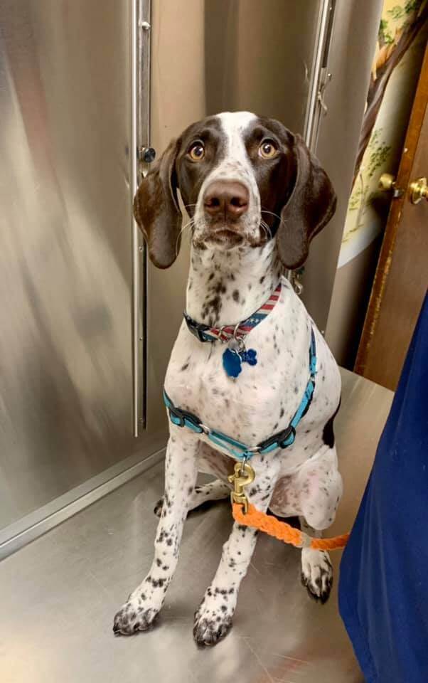 Washington County Veterinary Hospital Pet Patient