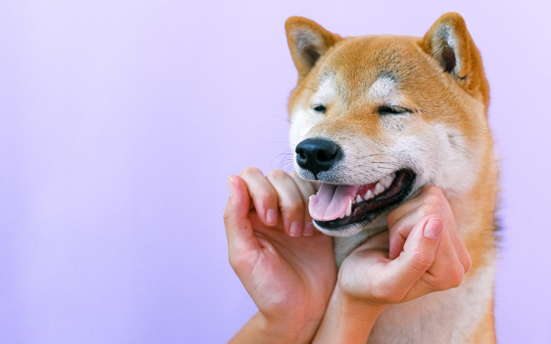 Get Started on Brushing Your Pet’s Teeth!