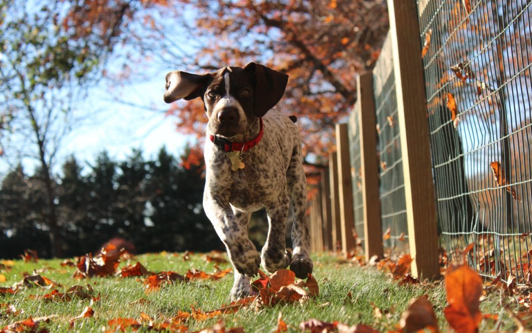 German shorthaired pointer puppy running through leaves by a wire fence