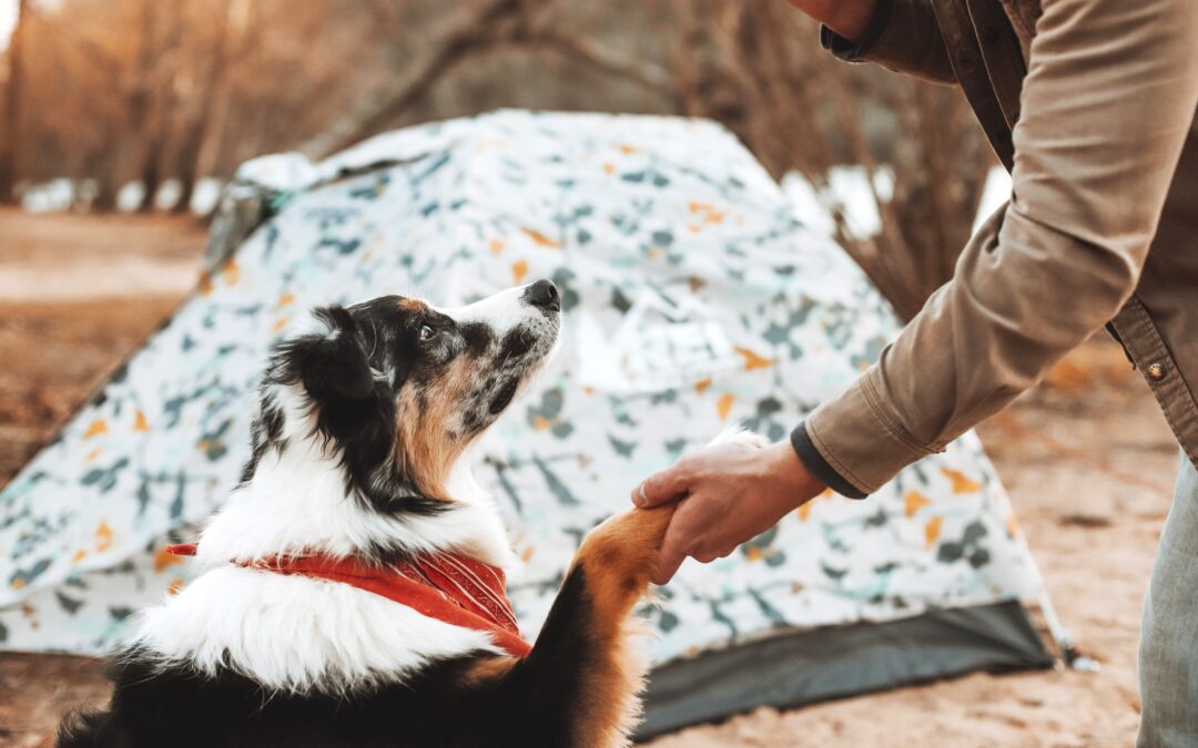 Pet Camping Tips