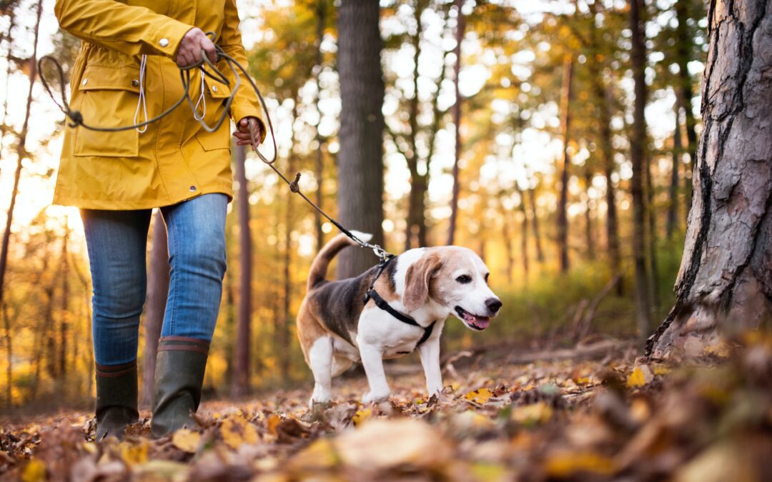 An old beagle and their owner in a yellow raincoat ]going for a walk in a park in the middle of Autumn
